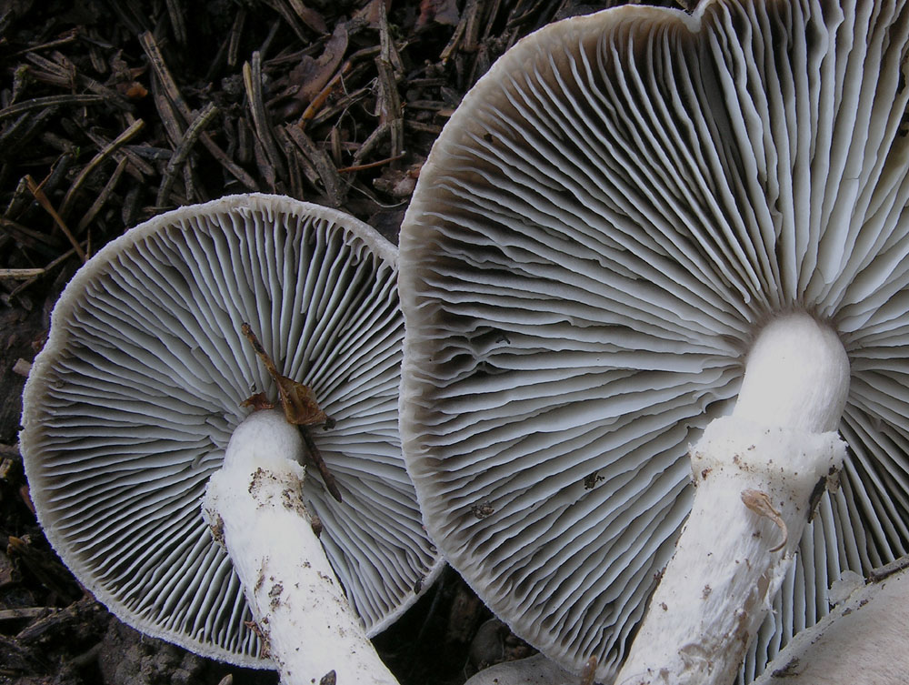 Tricholoma cingulatum (Almfelt) Jacobashch